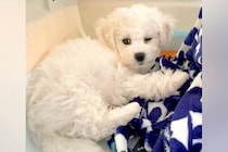 『大きくなったら5キロ程度になる』と言われた犬を飼った結果→1年7ヶ月後…思っていたのと違う『サイズ感』に反響「可愛い最高」「もふもふ」