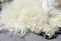 『お昼寝している犬が動いていない』と思い、よく観察してみた結果→予想の上をいく『まさかの光景』に反響「マイクラみたいで草」「驚いたｗ」
