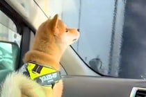 『洗車機』に入ったら、一緒に乗っていた赤ちゃん犬が…初めての経験で見せた『愛おしすぎる反応』が6万再生「大パニックｗｗ」「抱きしめたい」