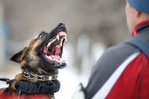 犬が『悪い人』だと認識する判断基準4選　軽蔑されやすい人の共通点や改善策まで