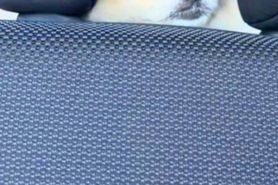 車の助手席に座っていたら、後頭部から『フンッ』と鼻息が聞こえてきて…後ろを見た瞬間の『尊い光景』に反響「かわいすぎる」「たまらない」