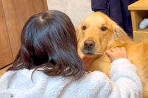 女の子が『大型犬の歯磨きをした』結果→口を開けてほしくて『イーッ』と言うと…賢すぎる『まさかの行動』が37万再生「スゴイ」「可愛すぎ」