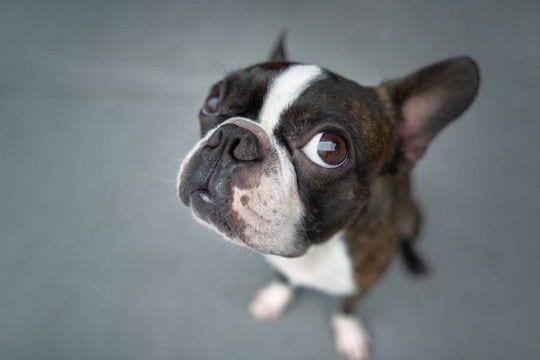 犬に言ってはいけない『言葉』5選　人間の会話を理解しているの？愛犬を精神的に苦しめるNGワードまで