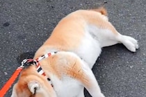 コンビニのチキンの匂いにつられ『どうしても行きたい』と駄々をこねる犬→人間の子供のような光景が23万再生「駐車するの草」「たまらんｗ」
