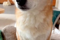 出張で海外へ行くため、犬に『玄関で待ってなくても大丈夫』と伝えた結果→寂しい顔をして…感動的な『3日ぶりの再会』が39万再生「涙が出た」