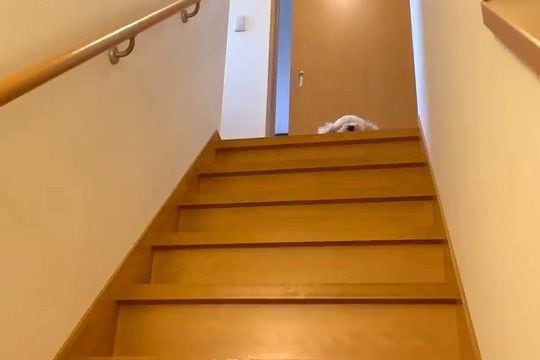 『抱っこで下ろして』と階段の上で待つ犬→数分後、再び様子を見に行った結果…まるで子供のような光景が10万再生「甘えん坊ｗ」「人みたい」