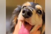 ある日、突然歩けなくなった犬→獣医師に『手術しても歩けないかも』と言われて…奇跡のような『素敵な物語』に感動「頑張った」「抱きしめたい」