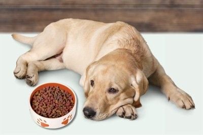 食欲がない犬
