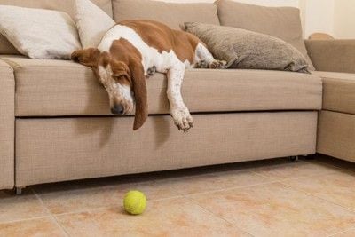 遊び疲れた犬