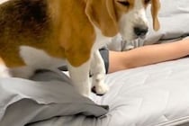 夜、寝る前のベッドで『なにかいる』と怯え始めた犬→突然飛び降りて…まさかの『ビビりすぎている光景』に反響「幽霊かな？ｗ」「可愛いｗ」