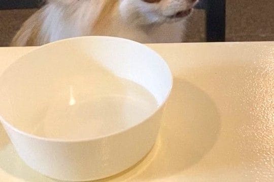 居酒屋で食事中、犬に『浮気現場』を目撃された結果→思った以上に『ブチギレている表情』に13万いいね「ガチの顔ｗｗ」「ズートピアにいそう」