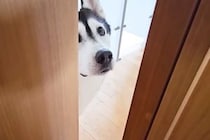 仕事中『猫がいない、一緒に探してほしい』と訴えにきた大型犬→必死に探し続けた結果…愛を感じる行動が37万再生「健気」「ほんと好きなんだ」