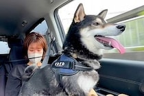 『嫌な予感がする…』車の行き先が"病院"と気づいた犬→感情がわかりやすい『まさかの光景』が1800万再生「察知能力ｗｗ」「喋ってて草」