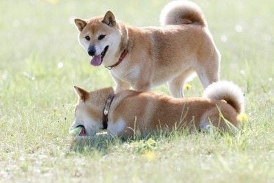 柴犬2匹