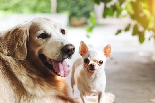 愛犬を他の犬と交流させるときの注意点4つ　守るべきルールやマナーとは？