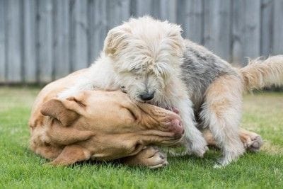 じゃれる大型犬と小型犬