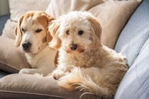 犬の多頭飼いでよくある『悩み』とは？意外とありがちなトラブルや飼い主がすべき配慮まで