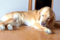 なんとなく撮影していた大型犬が『オナラ』をした結果→思ってたのと違う『まさかの反応』が62万再生「なかなか派手で草」「可愛すぎるｗｗ」