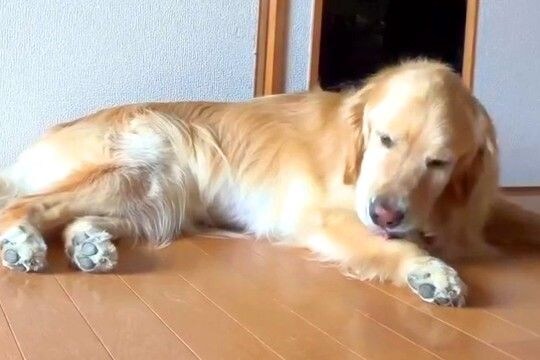 なんとなく撮影していた大型犬が『オナラ』をした結果→思ってたのと違う『まさかの反応』が62万再生「なかなか派手で草」「可愛すぎるｗｗ」