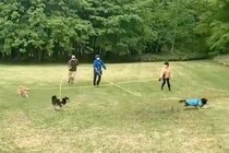 縦横無尽に駆け回る3匹の犬→『リードが絡まってしまう』と思いきや…飼い主たちによる『見事すぎる連携』に称賛「競技かとｗ」「チームプレー」