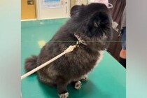 ウキウキで診察台に乗る犬→『ここは病院だ』と気付いた瞬間に…あまりにもわかりやすい『絶望する光景』に2万いいね「可愛すぎますｗｗ」