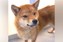 繁殖場から保護された『外の世界を知らない、痩せた犬』→すべての物事に恐怖していて…『心を開くまでの軌跡』に涙「表情が全然違う」「幸せに」