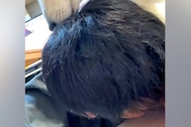 飲み会から帰宅し、床で酔いつぶれた男性→犬が『心配で寄り添ってくれた』と思いきや…笑ってしまう『まさかの光景』が21万再生「最高ｗ」