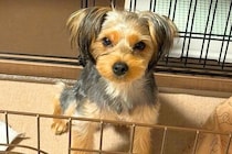 生後6ヶ月の子犬→『このまま大きく育つかな』と思っていたら…2年半後の『予想外な成長』に1万いいね「パリコレ目指せるｗ」「カッコいい」