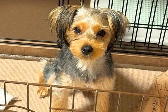 生後6ヶ月の子犬→『このまま大きく育つかな』と思っていたら…2年半後の『予想外な成長』に1万いいね「パリコレ目指せるｗ」「カッコいい」