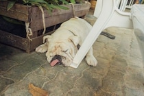 犬に絶対やってはいけない『夏のNG行為』５選　最悪の場合、命を落とすことも…