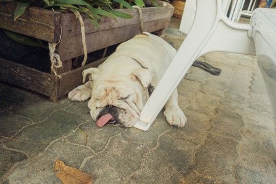 犬に絶対やってはいけない『夏のNG行為』５選　最悪の場合、命を落とすことも…