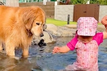 池に入る2歳の女の子→大型犬が『大丈夫かな？』と一緒に入ってきて…『保護者のような光景』が尊いと14万再生「優しいな」「お母さんみたい」