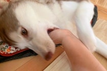 噛みグセが酷かったハスキーの子犬→服は破られ、腕は傷だらけで…衝撃的な『改善方法』に3万いいね「仲間がいて嬉しい」「ナイス奇行ｗ」と爆笑