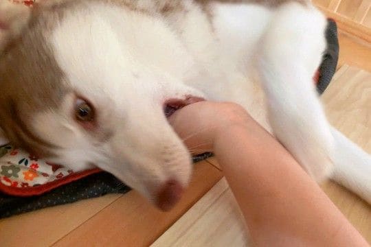 噛みグセが酷かったハスキーの子犬→服は破られ、腕は傷だらけで…衝撃的な『改善方法』に3万いいね「仲間がいて嬉しい」「ナイス奇行ｗ」と爆笑