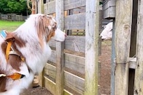 犬たちがはじめて『羊に会った』結果→牧羊犬の本能が出て…思った以上の『仕事っぷり』がすごいと33万再生「さすが」「友達になってるw」
