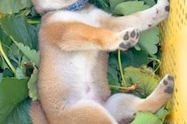 畑仕事についてきた柴犬の赤ちゃん→ふと、葉っぱが入っているカゴの中を見てみると…『尊すぎる光景』が33万再生「美味しそうｗ」「可愛い」