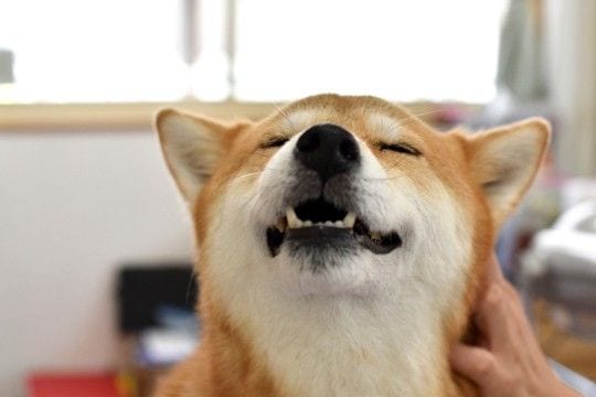 犬を『リラックス』させる方法5つ　愛犬が快適に過ごすことができる環境づくりとは？