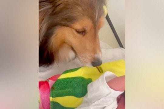 『大泣きする赤ちゃん』を見た犬→『どうするのかな』と見ていたら…まるで人間のような『素敵な行動』に称賛「泣いちゃう」「優しさに感動」