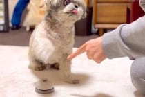 『ベル鳴らしの練習』をする犬→数週間後、上達し過ぎてしまい…まさかの『クレーマー化』に爆笑「声出して笑った」「完全にマスターしてるｗ」