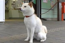 駅の前でお姉ちゃんの帰りを待つ犬→『まるで忠犬ハチ公のようだな』と見ていたら…まさかの展開が49万再生「可愛すぎ」「こんなん急いで帰る」
