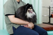犬の下痢・嘔吐『危険な症状』５選　緊急で治療が必要な状態かどうかを判断する方法まで