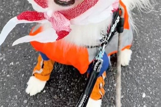 雨の日、カッパを着せても大型犬の頭が濡れてるので『ビニール袋を被せた』結果…あまりにも似合っている光景に反響「めちゃ可愛い」「癒やさる」