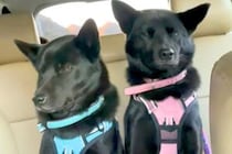 車の後部座席に座る『犬の親子』→走行中、左右に揺さぶられて…とんでもなく愛おしい光景が17万再生「可愛いにも程がある」「最高の癒し」
