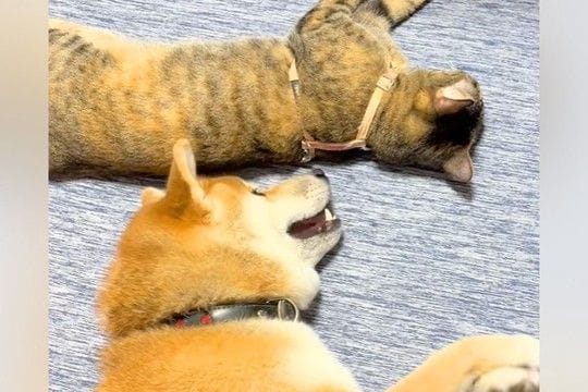 『床で寝転んでいる猫』と『どうしても構ってほしい犬』→種族の壁を超えた『愛おしすぎるアピール』が57万再生「幸せそう」「面倒見よすぎ」