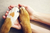 犬と『信頼関係を築く』5つの方法　頼りにされる飼い主の共通点や必要なコミュニケーションまで