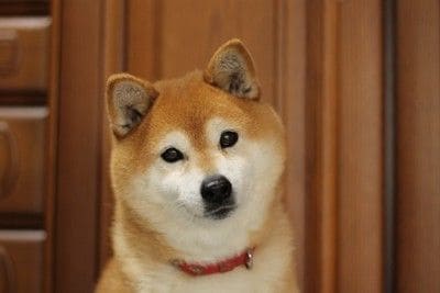 首をかしげる、顔のアップ