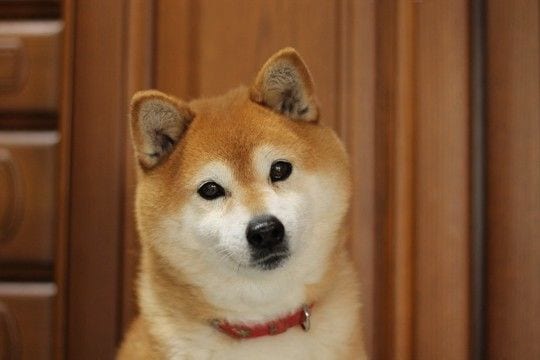 犬が意外とやっている『ズル賢い』行動4つ　ワンコは嘘をついたりするの？注意点まで解説