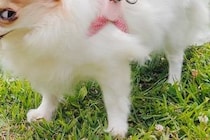 『お散歩大好きな犬』と『大嫌いな犬』→一緒に出かけたときの顔を比較したら…とんでもなく差がある表情に1万いいね「睨みすぎで草」「可愛い」