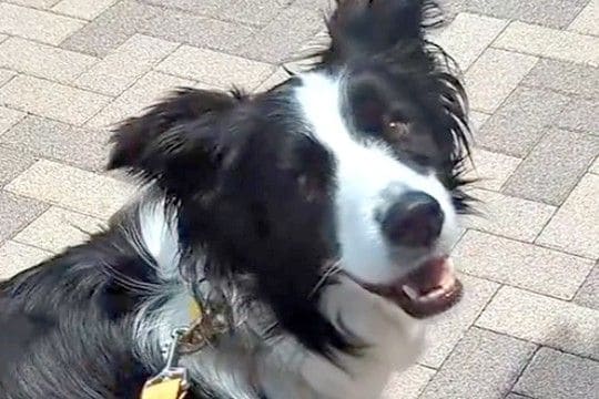 病院を頑張った犬に『好きなもの食べていいよ』と伝えた結果→どこへ行くのかと思いきや…まさかの『グルメすぎる光景』が12万再生「賢すぎｗ」