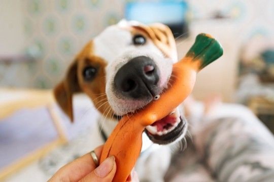 犬が『おもちゃを持ってくる』理由4選　どんな意味があるの？飼い主がすべき対応まで